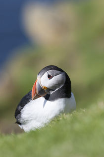 Atlantic Puffin Hermaness, Shetland von Danita Delimont