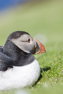 Atlantic Puffin Hermaness, Shetland von Danita Delimont