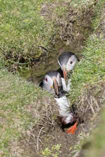 Atlantic Puffin Hermaness, Shetland by Danita Delimont