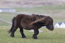 Shetland Pony, Shetland Islands, Scotland von Danita Delimont