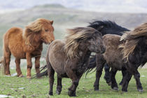 Shetland Pony, Shetland Islands, Scotland von Danita Delimont