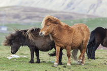 Shetland Pony, Shetland Islands, Scotland by Danita Delimont