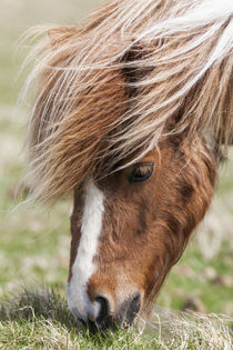 Shetland Pony, Shetland Islands, Scotland von Danita Delimont