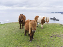 Shetland Pony, Shetland Islands, Scotland von Danita Delimont