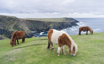 Shetland Pony, Shetland Islands, Scotland by Danita Delimont