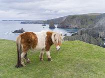 Shetland Pony, Shetland Islands, Scotland by Danita Delimont