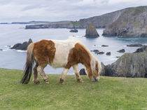 Shetland Pony, Shetland Islands, Scotland von Danita Delimont