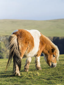 Shetland Pony, Shetland Islands, Scotland by Danita Delimont