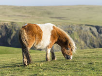 Shetland Pony, Shetland Islands, Scotland by Danita Delimont