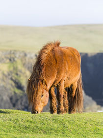 Shetland Pony, Shetland Islands, Scotland by Danita Delimont