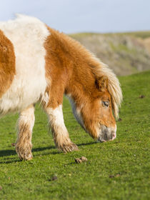 Shetland Pony, Shetland Islands, Scotland by Danita Delimont