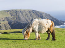 Shetland Pony, Shetland Islands, Scotland von Danita Delimont