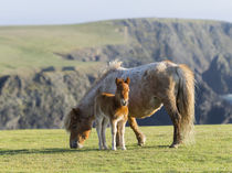 Shetland Pony, Shetland Islands, Scotland by Danita Delimont