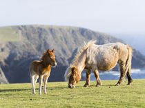 Shetland Pony, Shetland Islands, Scotland by Danita Delimont