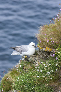 Northern Fulmar, Scotland by Danita Delimont