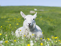 Sheep for Harris Tweed, Outer Hebrides, Scotland by Danita Delimont