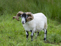 Sheep for Harris Tweed, Outer Hebrides, Scotland by Danita Delimont