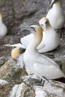 Northern Gannet, Shetland Islands, Scotland von Danita Delimont