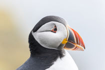 Atlantic Puffin by Danita Delimont