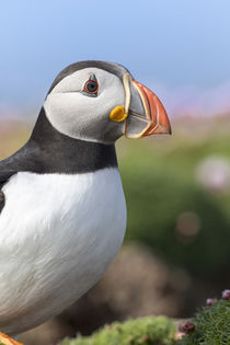 Atlantic Puffin by Danita Delimont