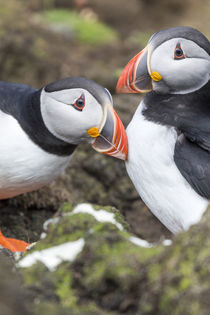 Atlantic Puffin by Danita Delimont