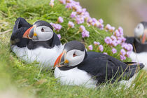 Atlantic Puffin von Danita Delimont