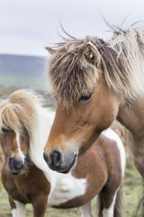 Shetland Pony, Shetland Islands, Scotland von Danita Delimont