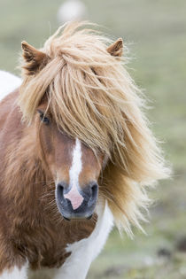 Shetland Pony, Shetland Islands, Scotland von Danita Delimont