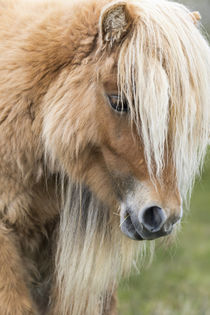 Shetland Pony, Shetland Islands, Scotland by Danita Delimont