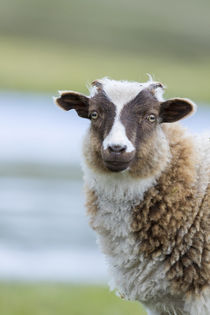 Foula Sheep on the Island of Foula by Danita Delimont