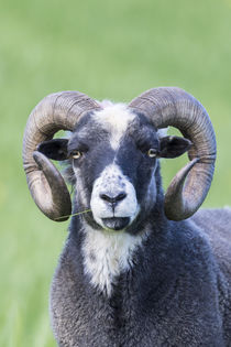 Foula Sheep on the Island of Foula von Danita Delimont