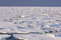 Pancake ice, Greenland Sea, East Coast of Greenland von Danita Delimont