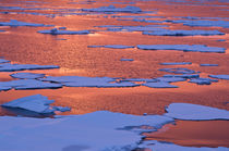 Sunset reflections, Greenland Sea, East Coast of Greenland von Danita Delimont