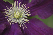 Clematis flower detail von Danita Delimont