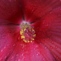 Red Hibiscus Abstract von Danita Delimont