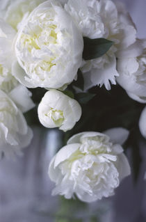 White Peonies in a Vase by Danita Delimont