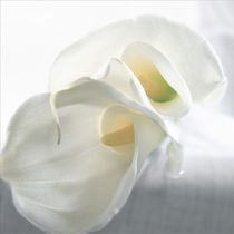 Calla Lily von Danita Delimont