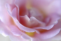 Rose Abstract von Danita Delimont