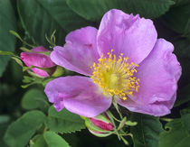 Wild Rose in pink, Canada USA von Danita Delimont