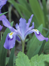 Close-up of a Crested Dwarf Iris, USA von Danita Delimont