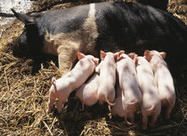 Piglets suckling . von Danita Delimont