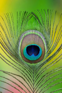 Single male peacock tail feather against colorful background von Danita Delimont