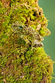 Vietnamese Mossy Frog von Danita Delimont
