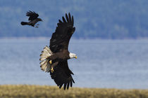 Crow attacking Bald Eagle by Danita Delimont