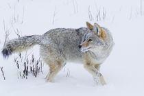 Coyote in Winter by Danita Delimont