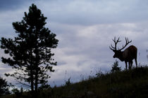 Rocky Mountain Bull Elk at Dusk by Danita Delimont