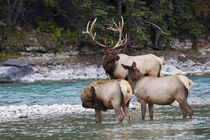 Rocky Mountain Bull Elk with Cows von Danita Delimont