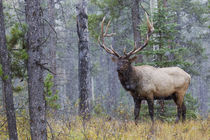 Rocky Mountain Bull Elk, autumn snow by Danita Delimont