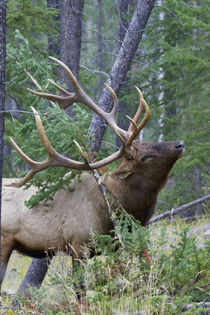 Rocky Mountain Bull Elk, scenting marking pine tree von Danita Delimont