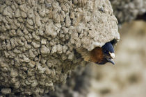 Cliff Swallow, emerging from nest von Danita Delimont